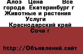 Алоэ › Цена ­ 150 - Все города, Екатеринбург г. Животные и растения » Услуги   . Краснодарский край,Сочи г.